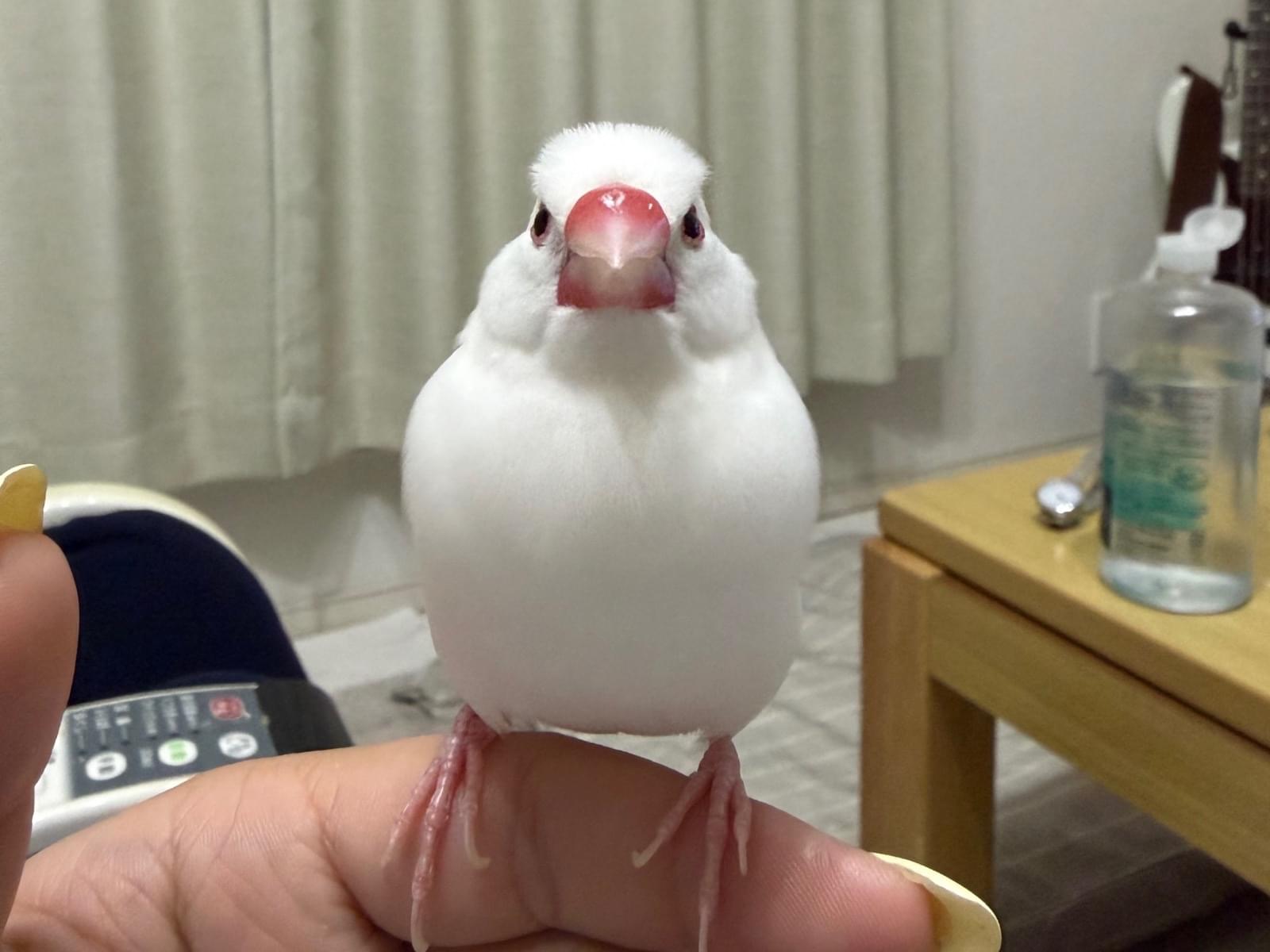 ララちゃん ララちゃん