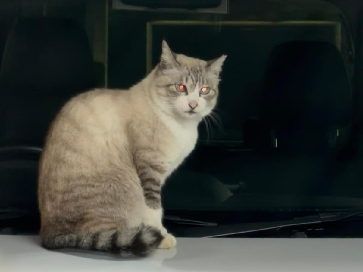 目撃された猫 目撃された猫