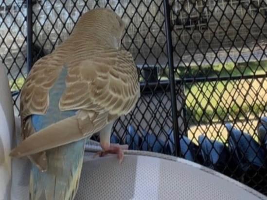 保護された鳥 保護された鳥