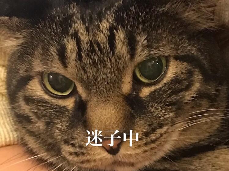ゴマちゃん ゴマちゃん