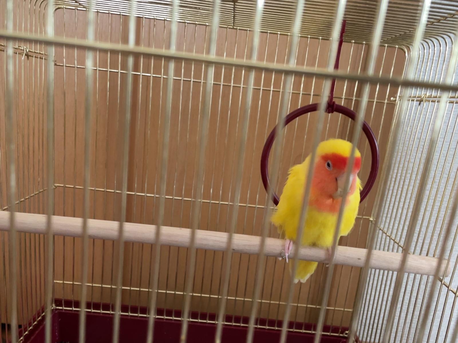 保護された鳥 保護された鳥