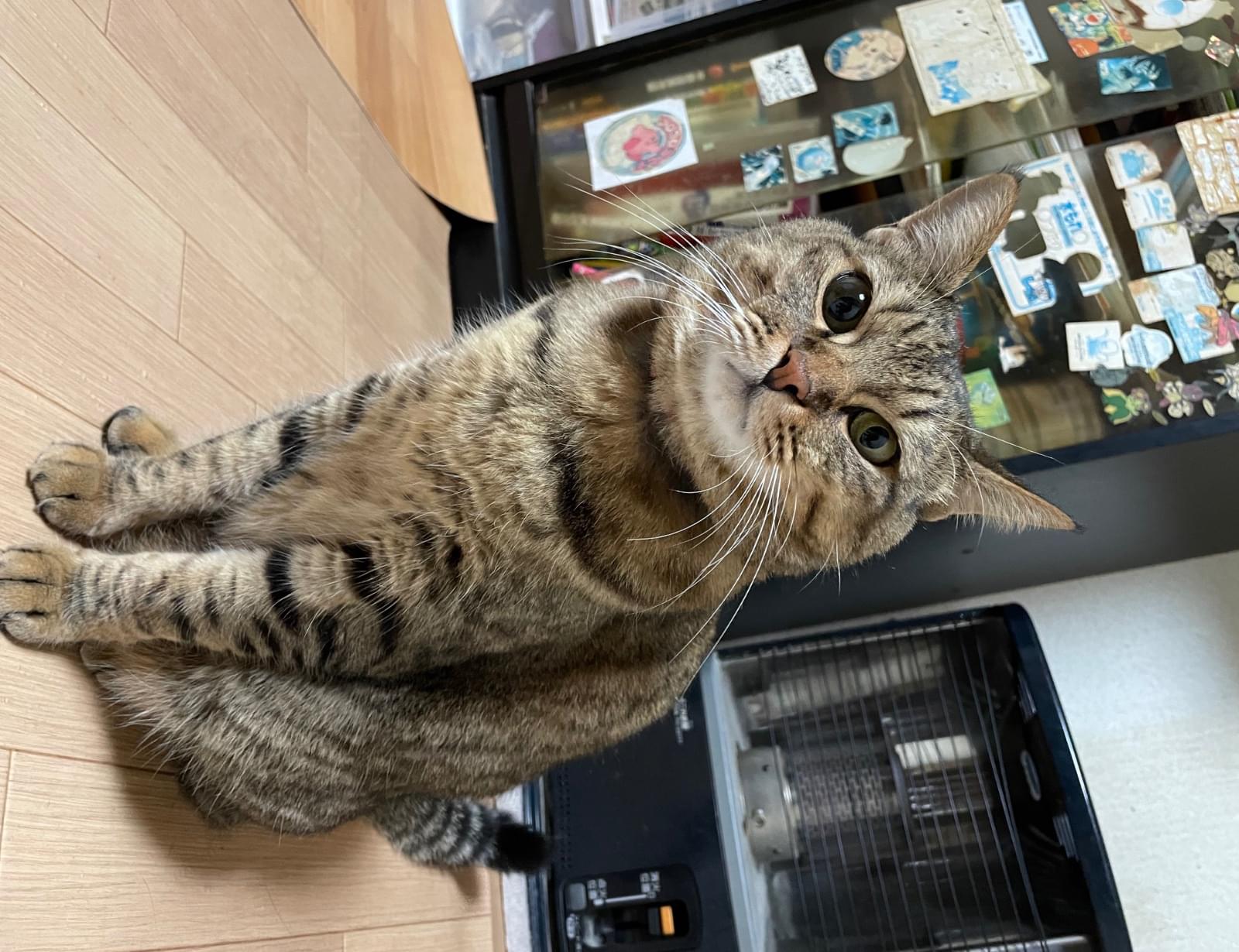 ネコ虎出品 キジトラ猫を探しています。