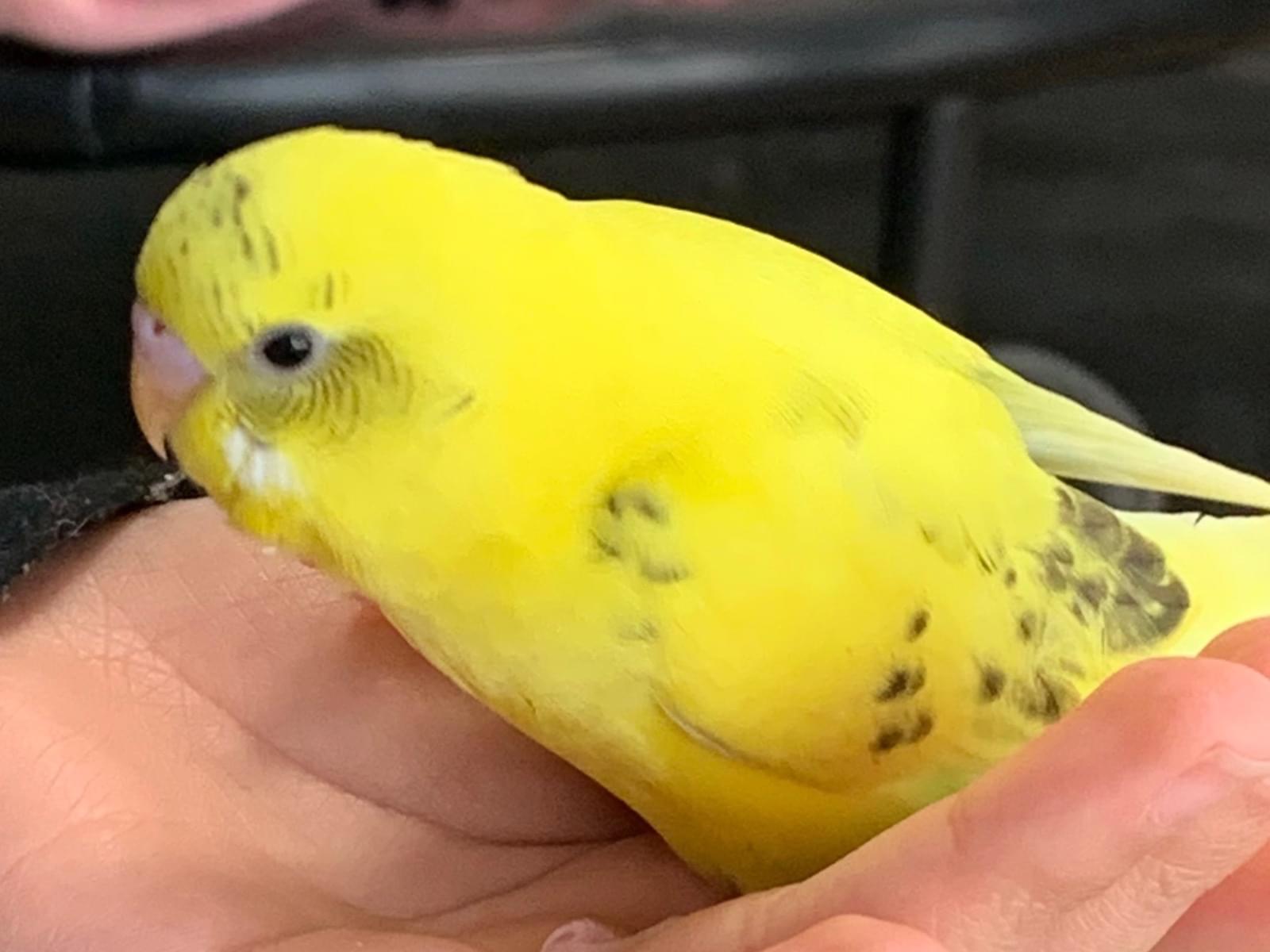 きいちゃん きいちゃん