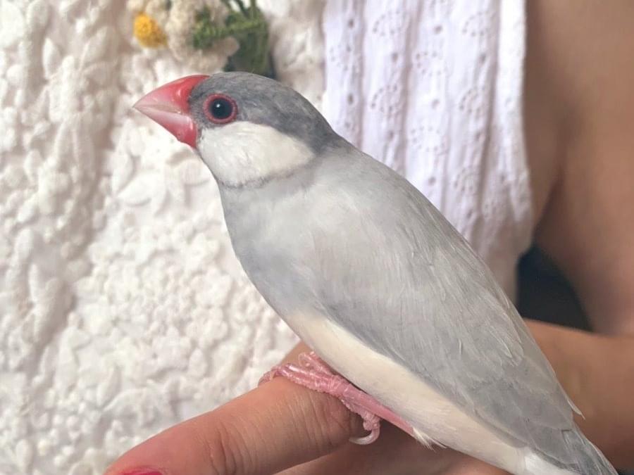 保護された鳥 保護された鳥
