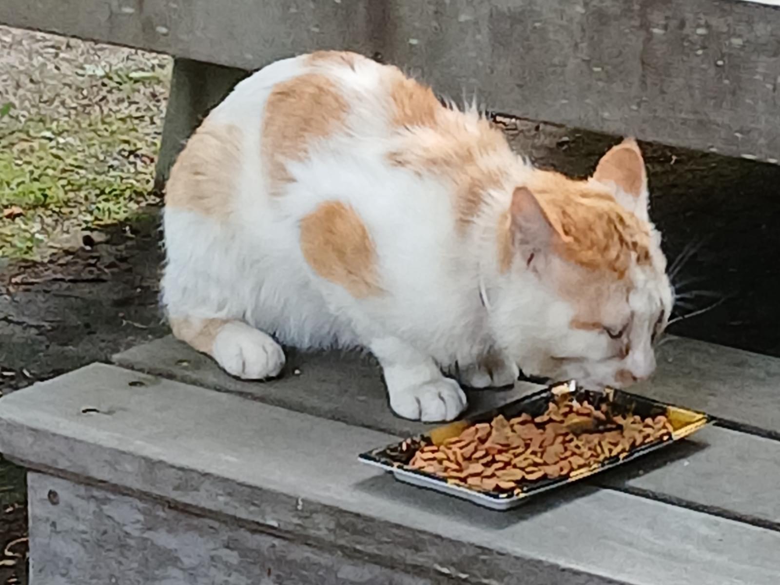目撃された猫