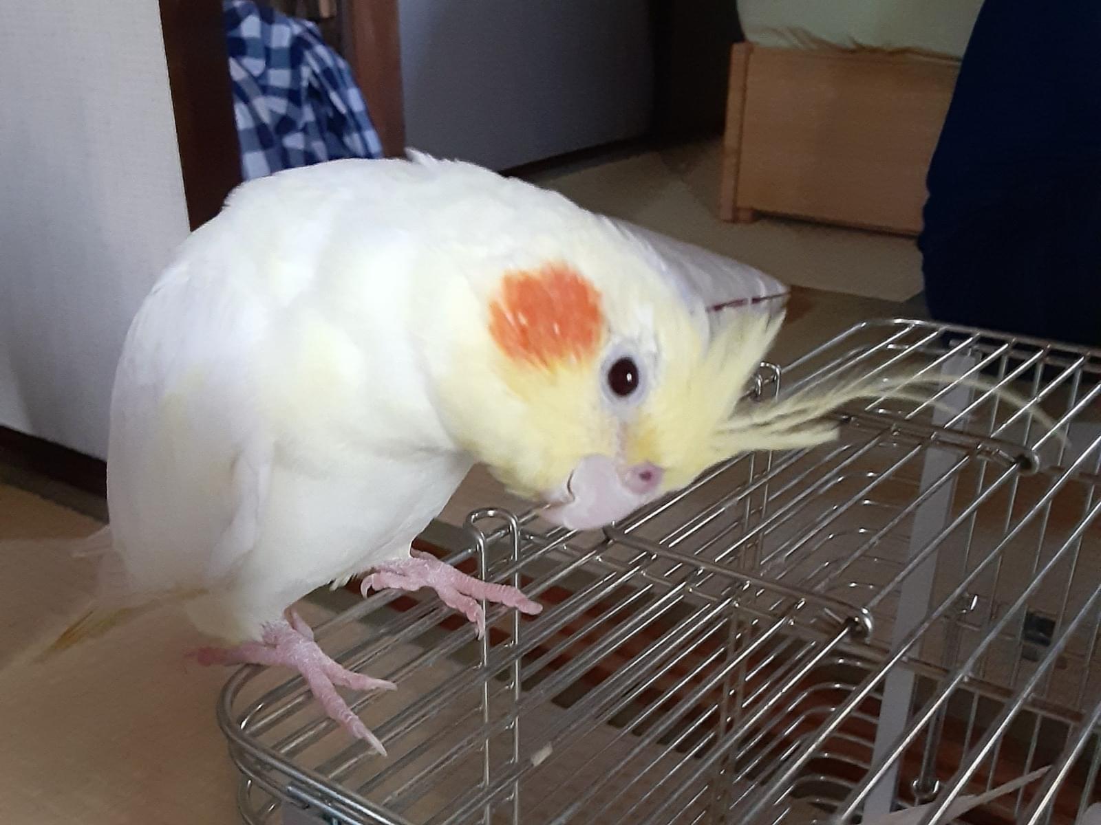こまつなちゃん こまつなちゃん