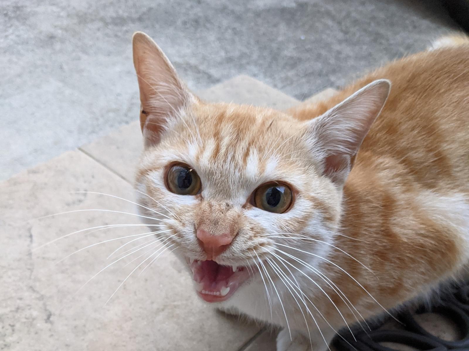 ニャンタちゃん ニャンタちゃん