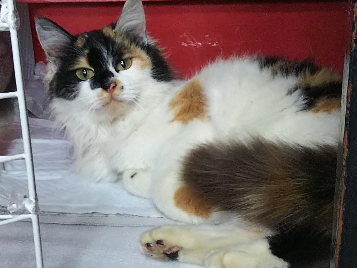 保護された猫 保護された猫