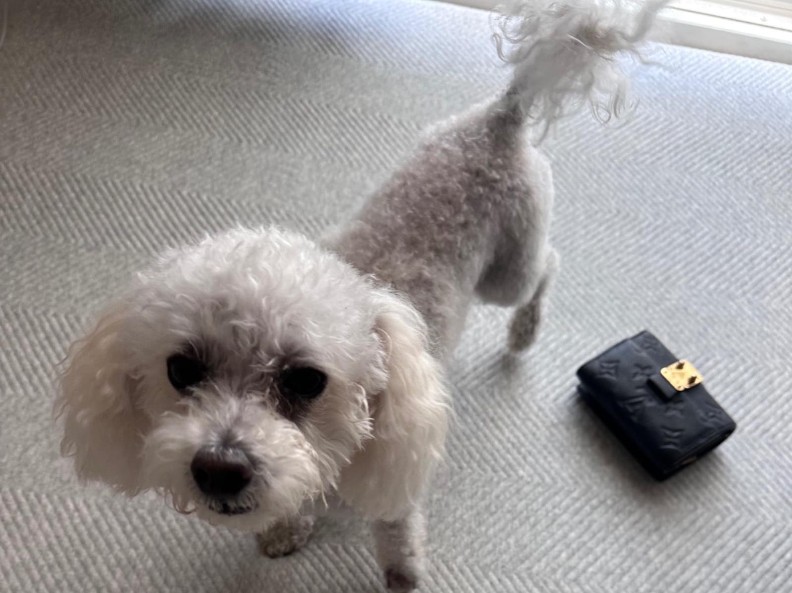保護された犬 保護された犬