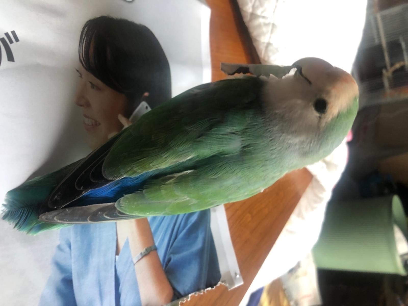 ぴーすけちゃん ぴーすけちゃん