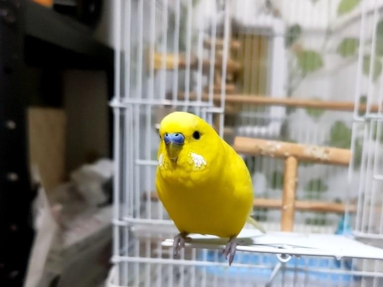 きなちゃん きなちゃん