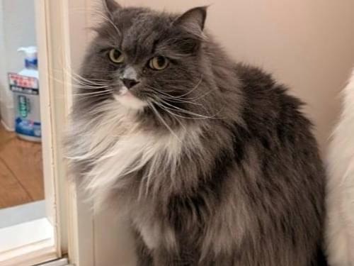 エルガーちゃん