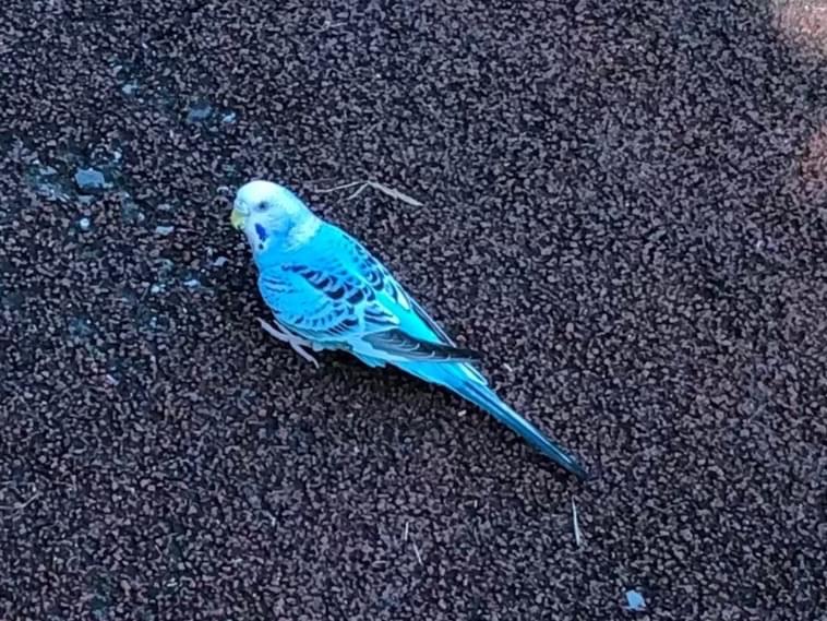 目撃された鳥 目撃された鳥