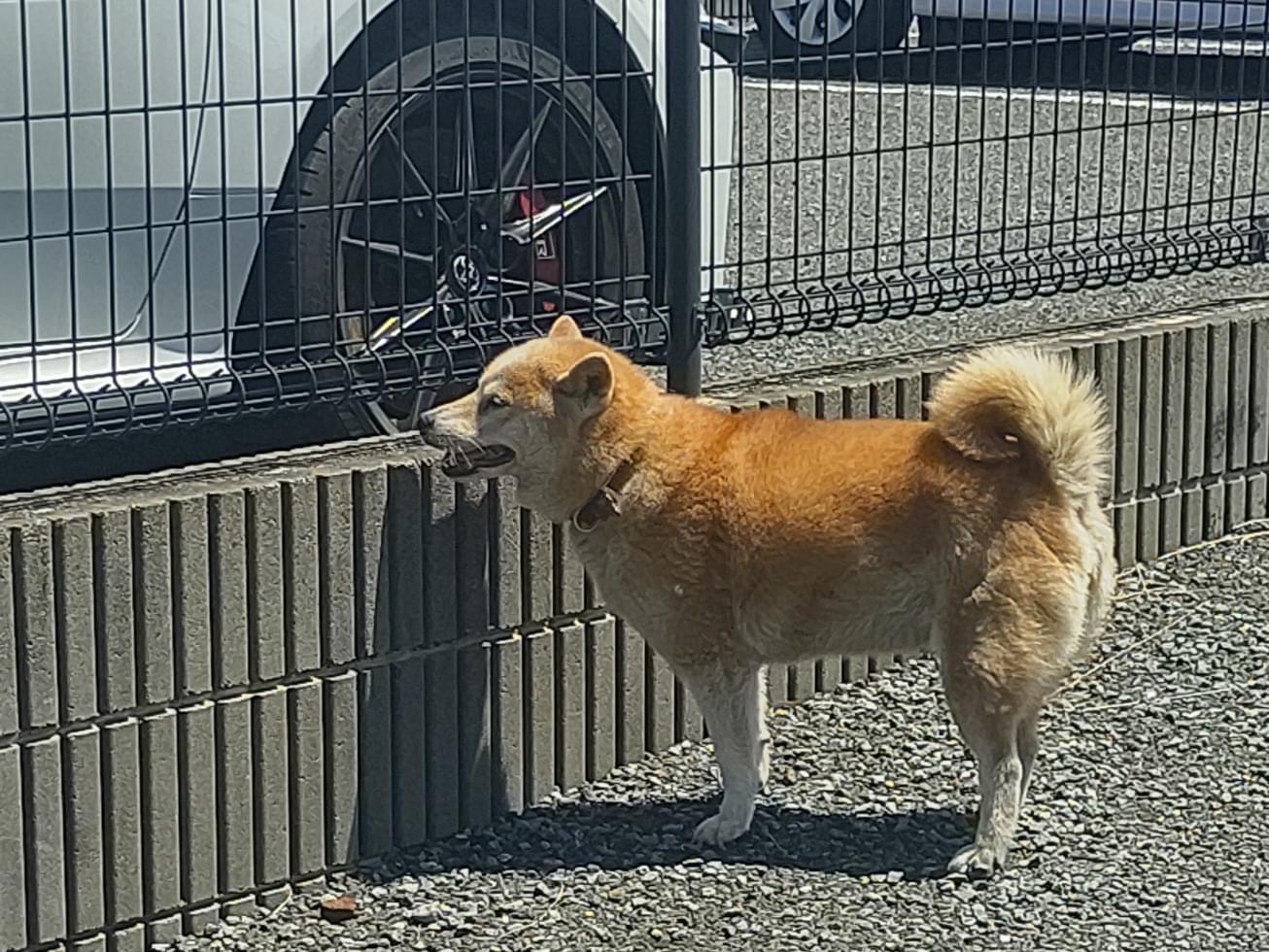 目撃された犬 目撃された犬