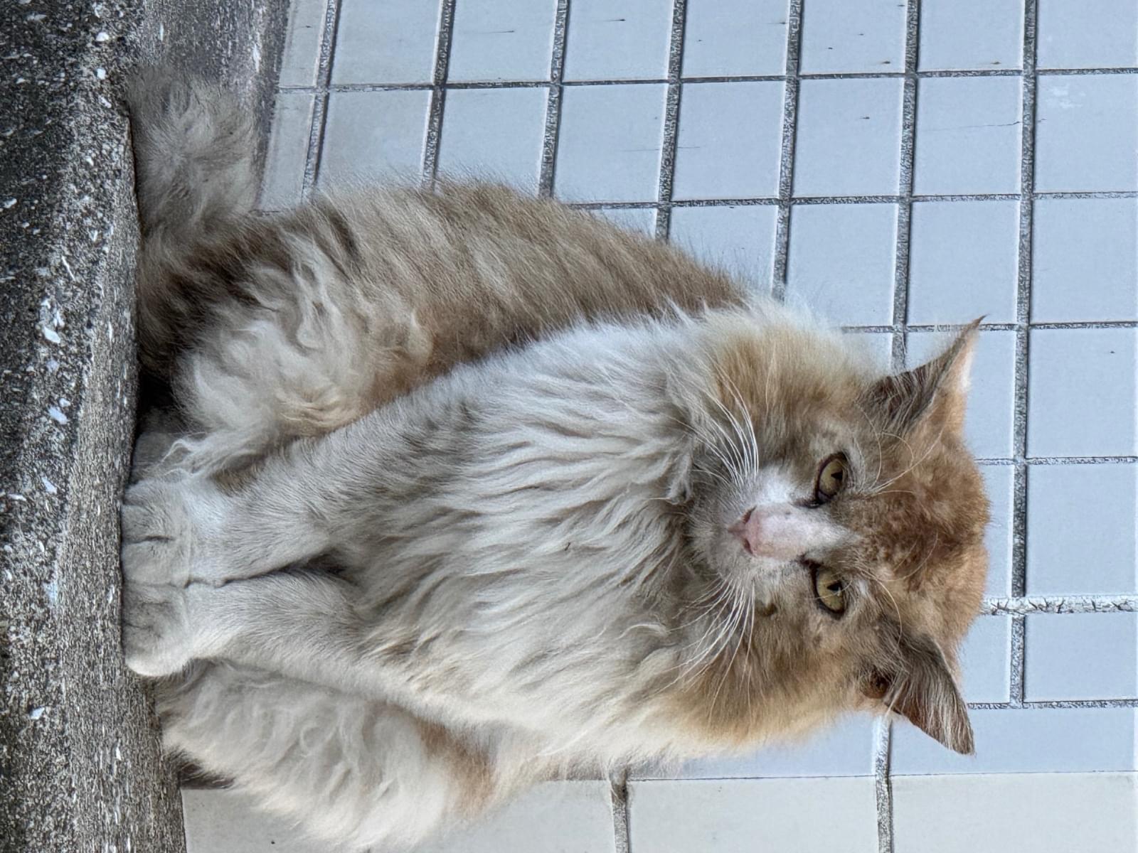 目撃された猫 目撃された猫