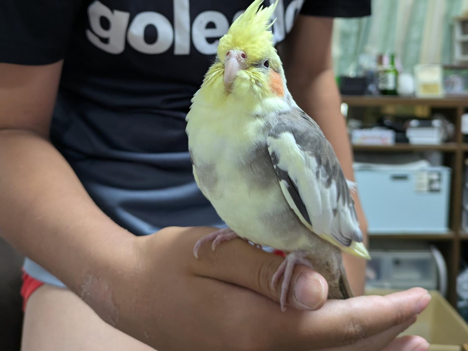 保護された鳥 保護された鳥