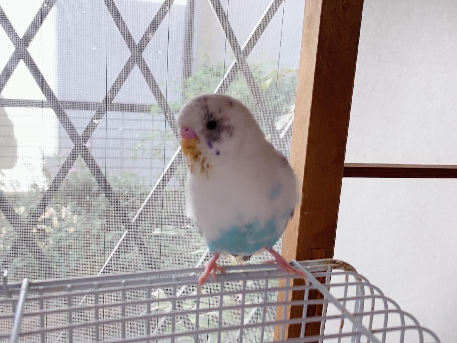 ちいちゃん ちいちゃん