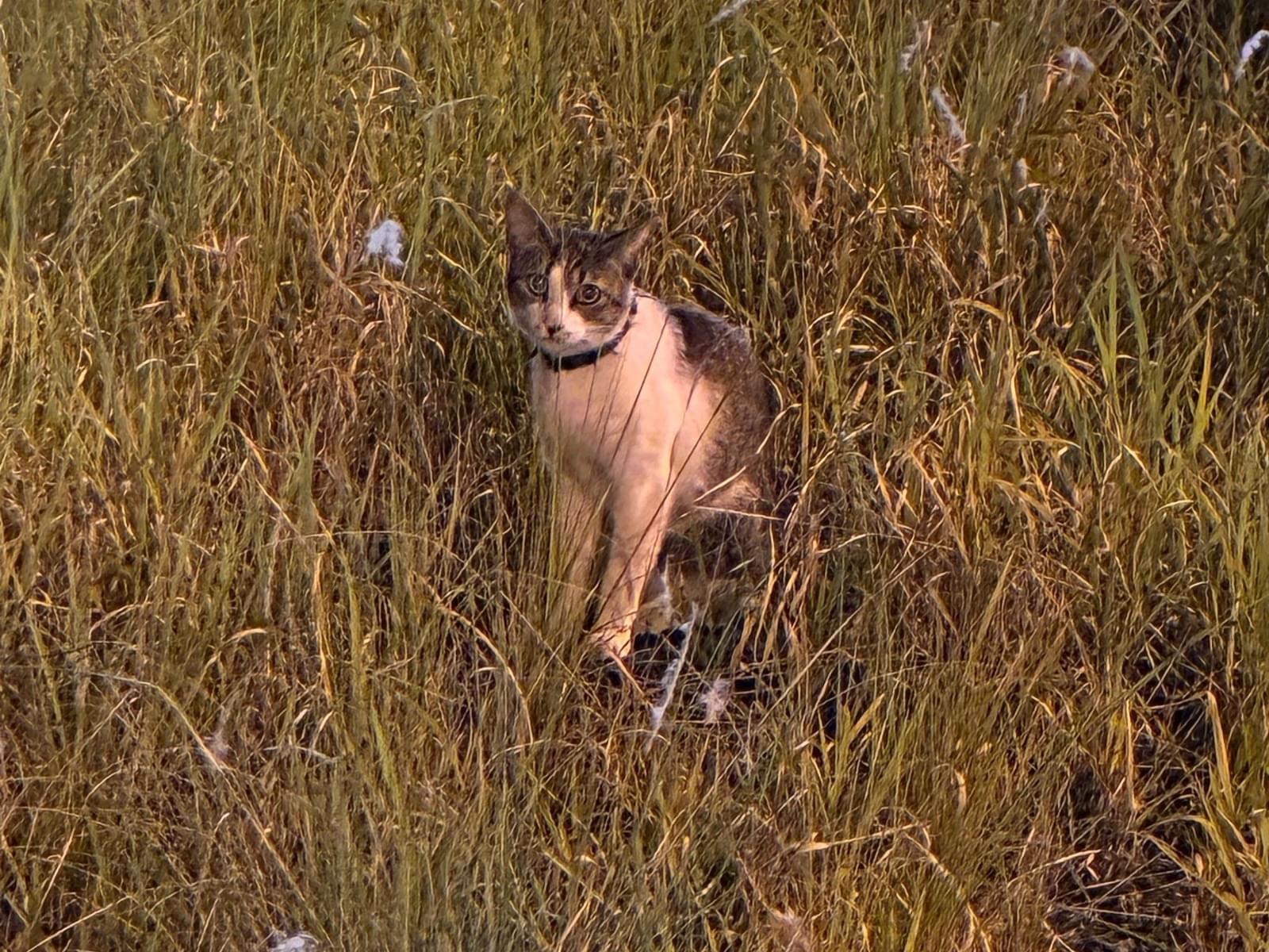 目撃された猫