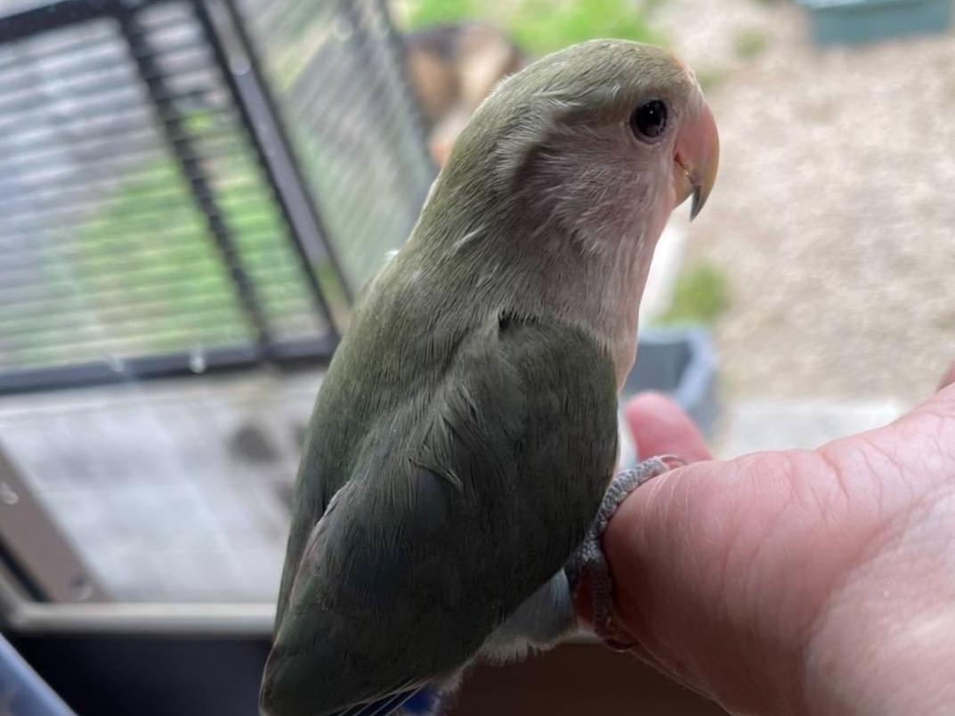 保護された鳥 保護された鳥