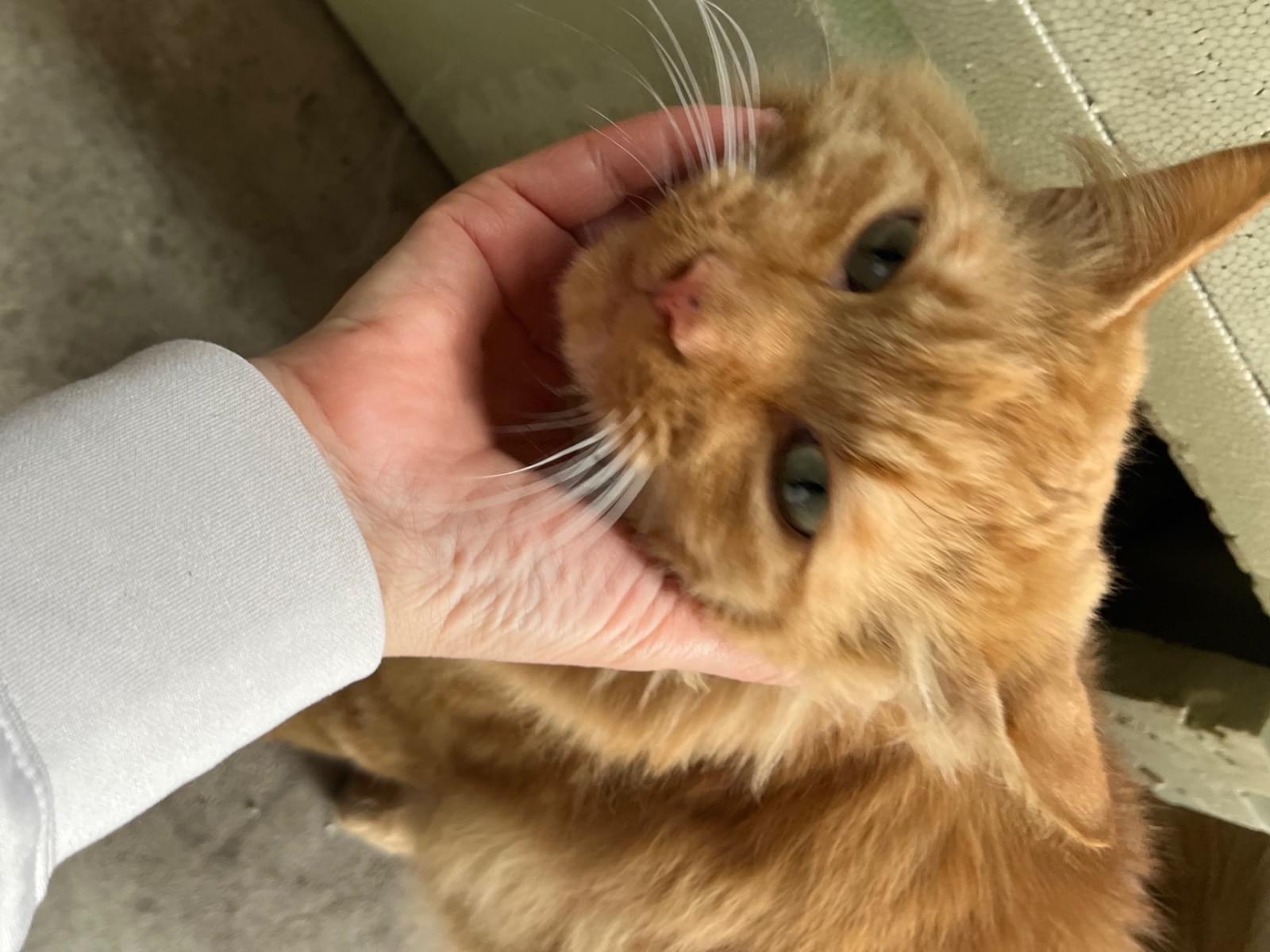 保護された猫 保護された猫