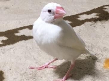 フラちゃん フラちゃん
