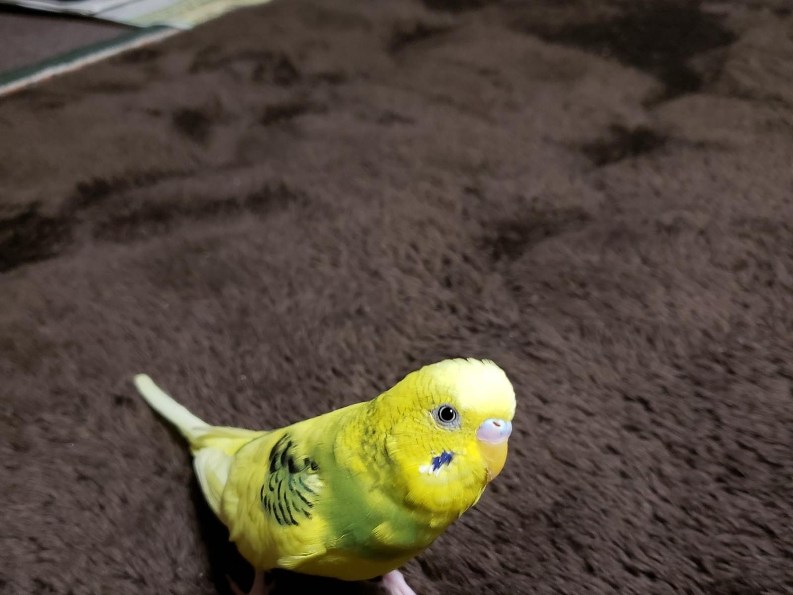 さくらちゃん さくらちゃん