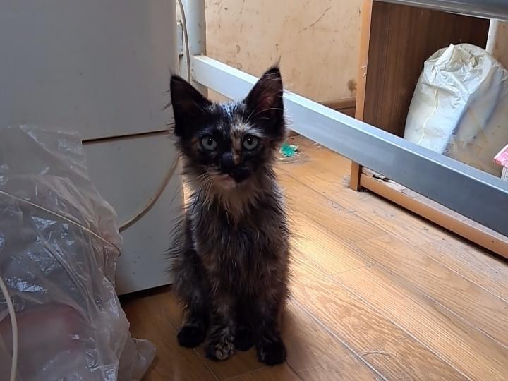 保護された猫 保護された猫