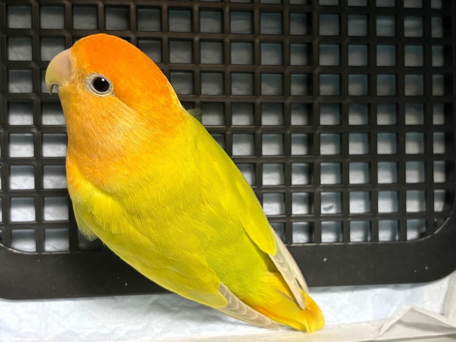 保護された鳥 保護された鳥