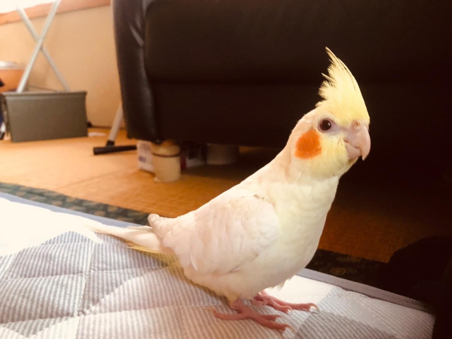 ララちゃん ララちゃん