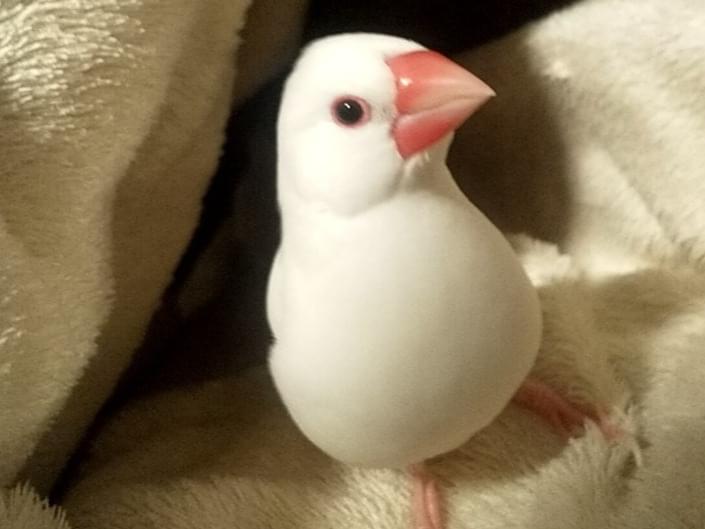 おこめちゃん おこめちゃん