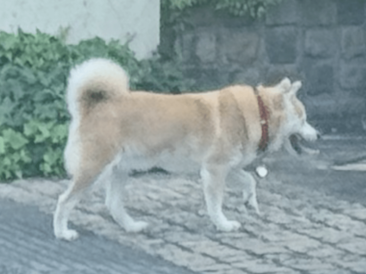 目撃された犬 目撃された犬