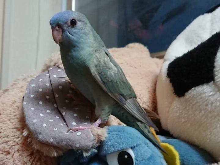 くくちゃん くくちゃん