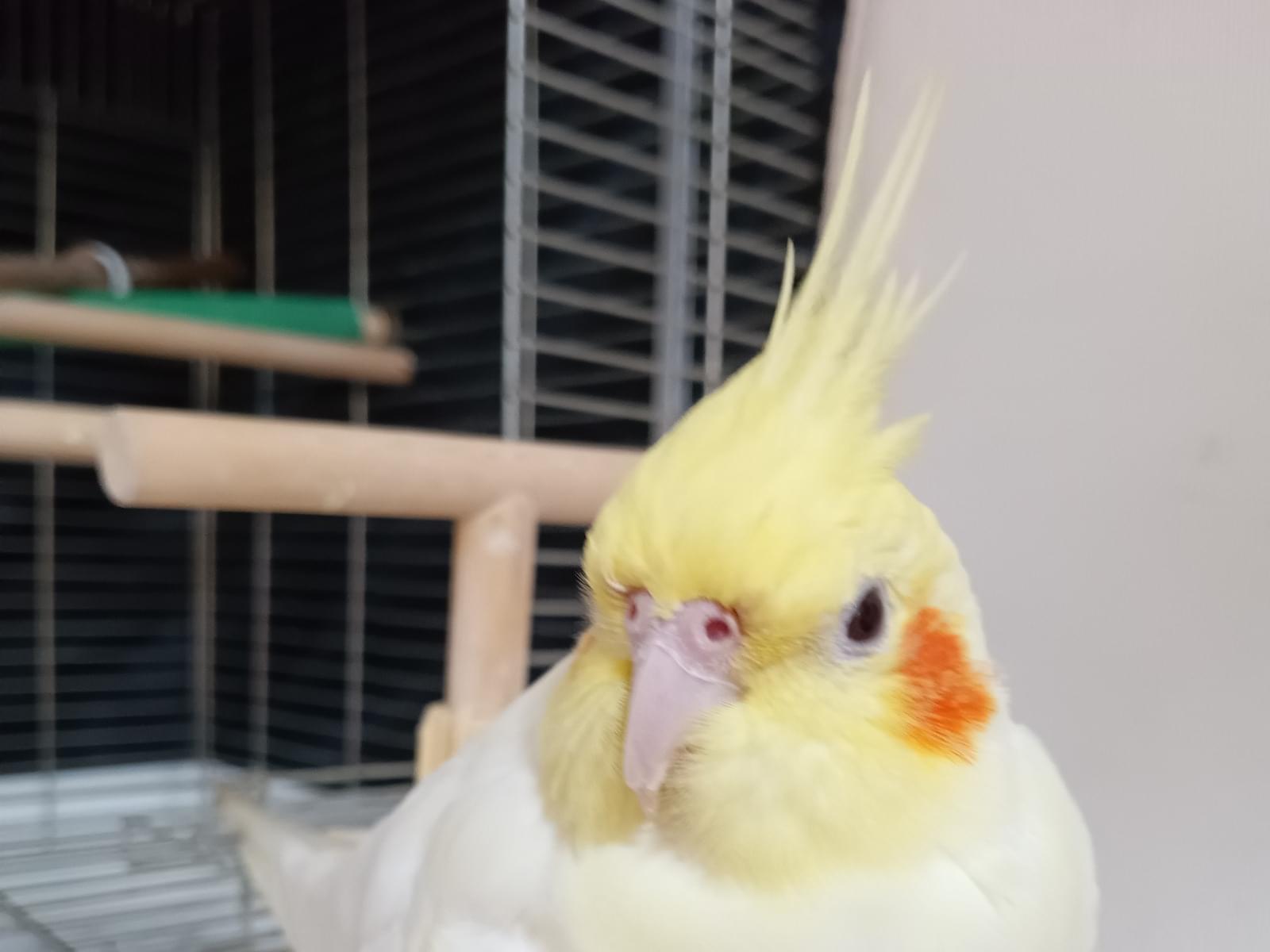 ふくちゃん ふくちゃん