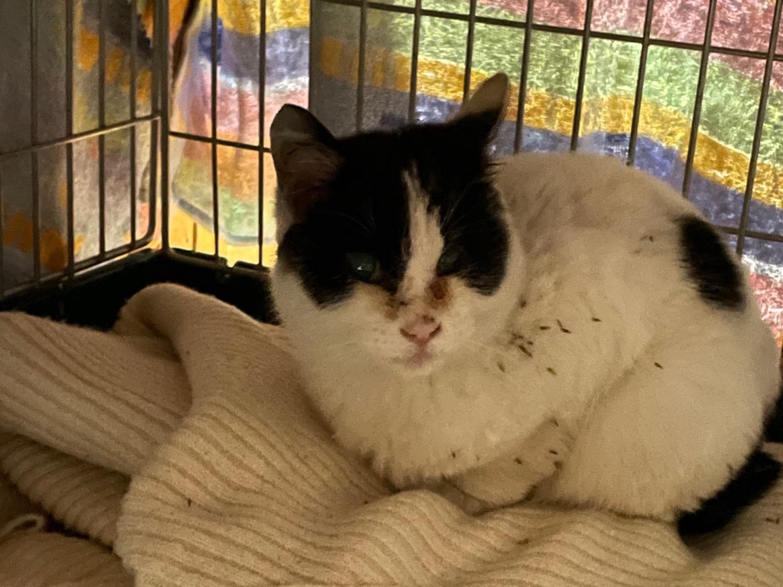 保護された猫 保護された猫