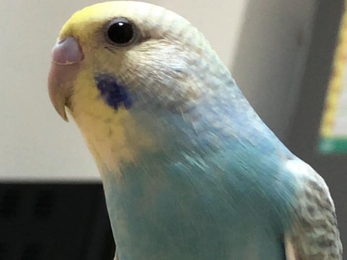 ピッチちゃん ピッチちゃん