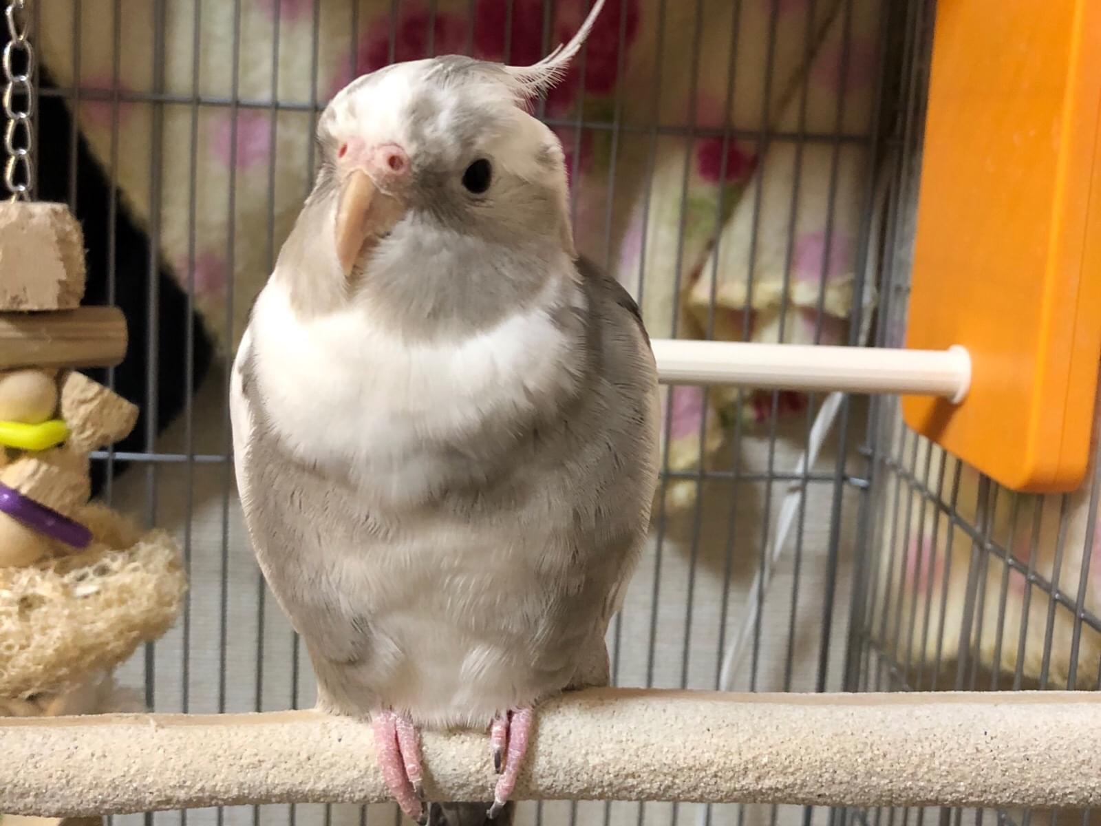 アルちゃん アルちゃん