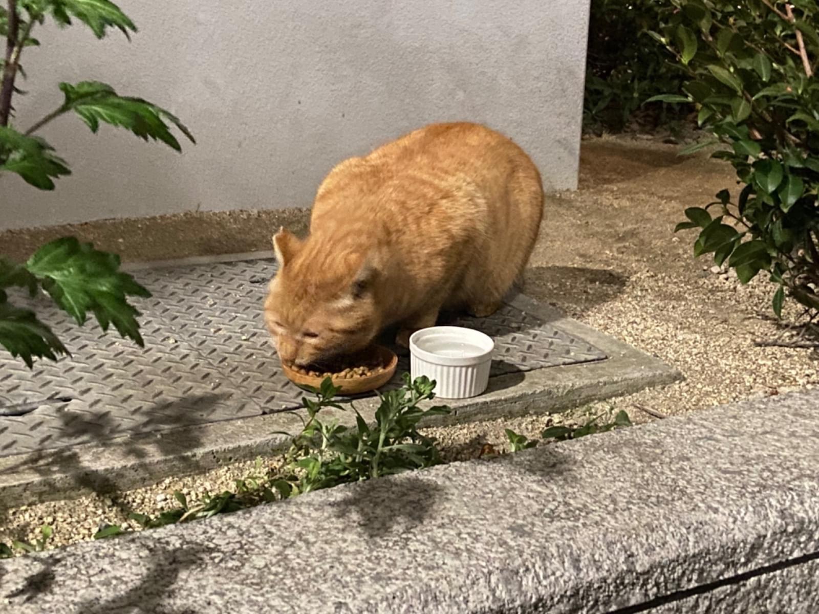 目撃された猫 目撃された猫