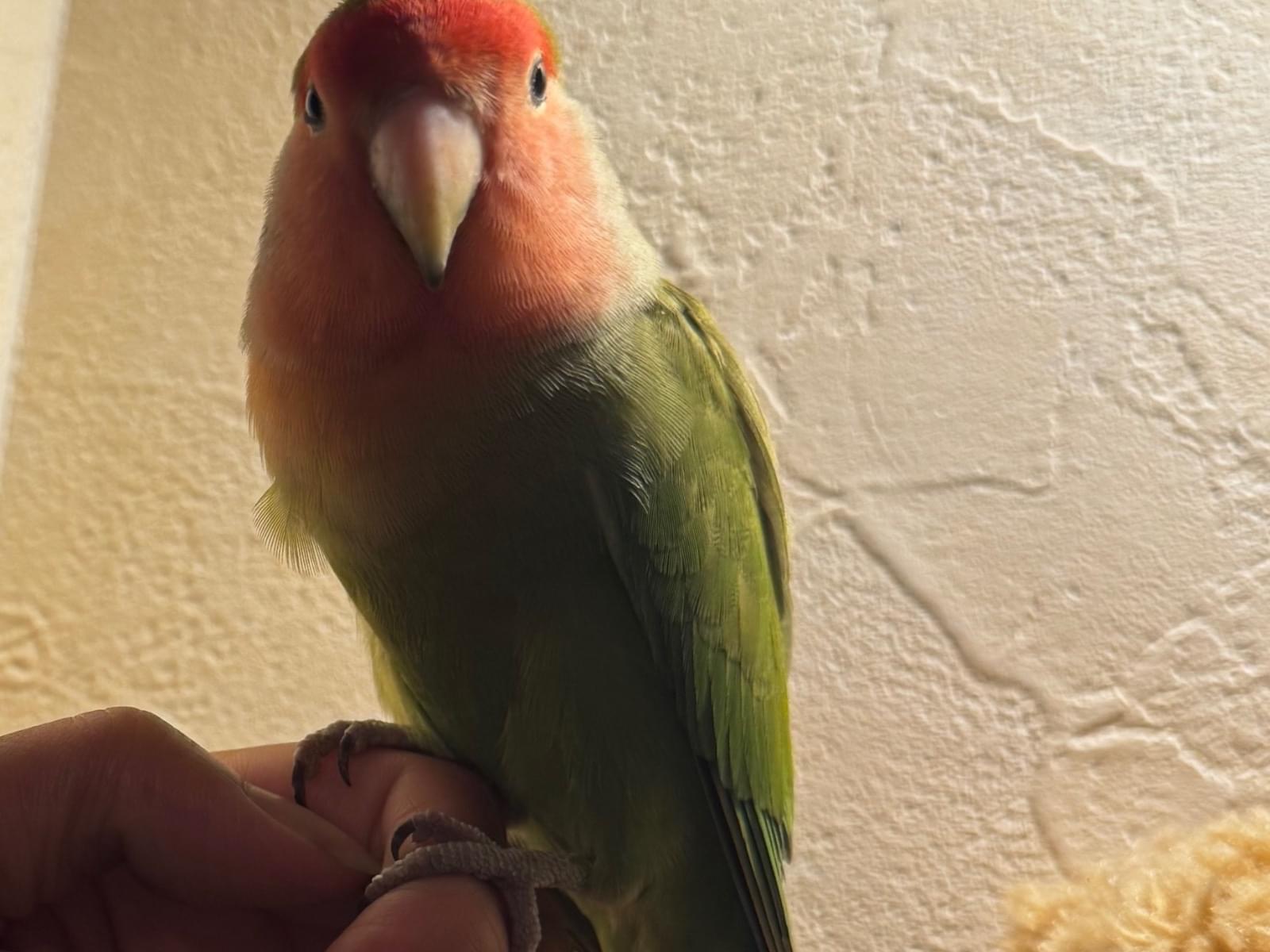 保護された鳥