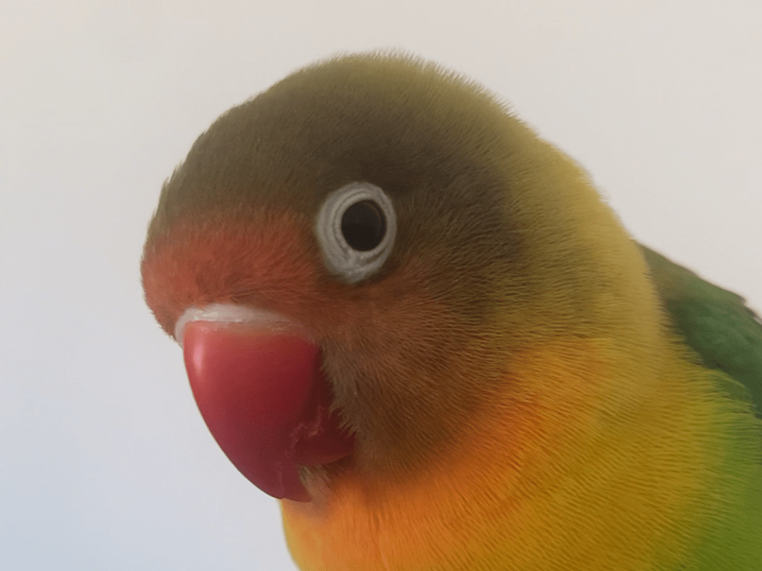 ボタンちゃん ボタンちゃん