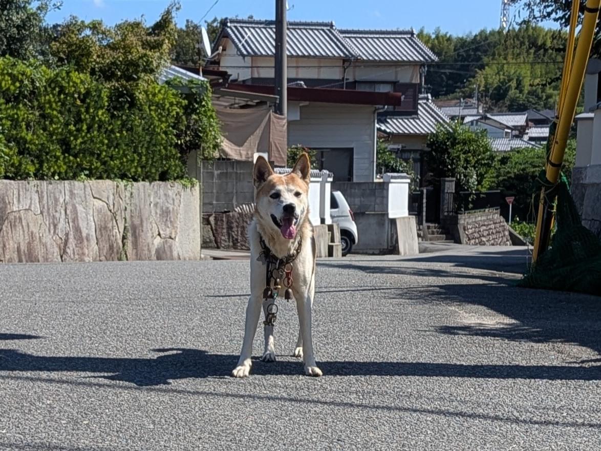 目撃された犬