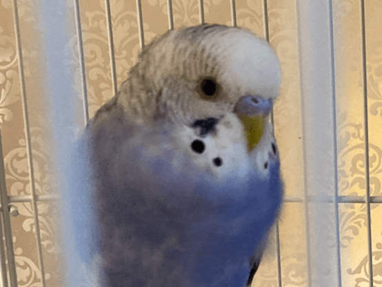 ペペちゃん ペペちゃん
