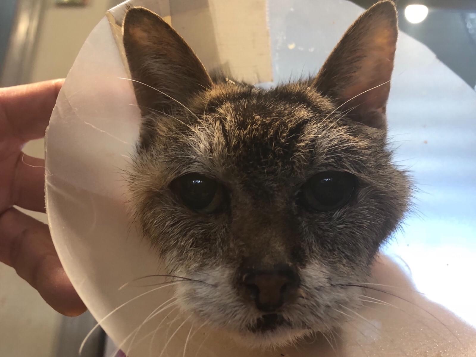 保護された猫 保護された猫