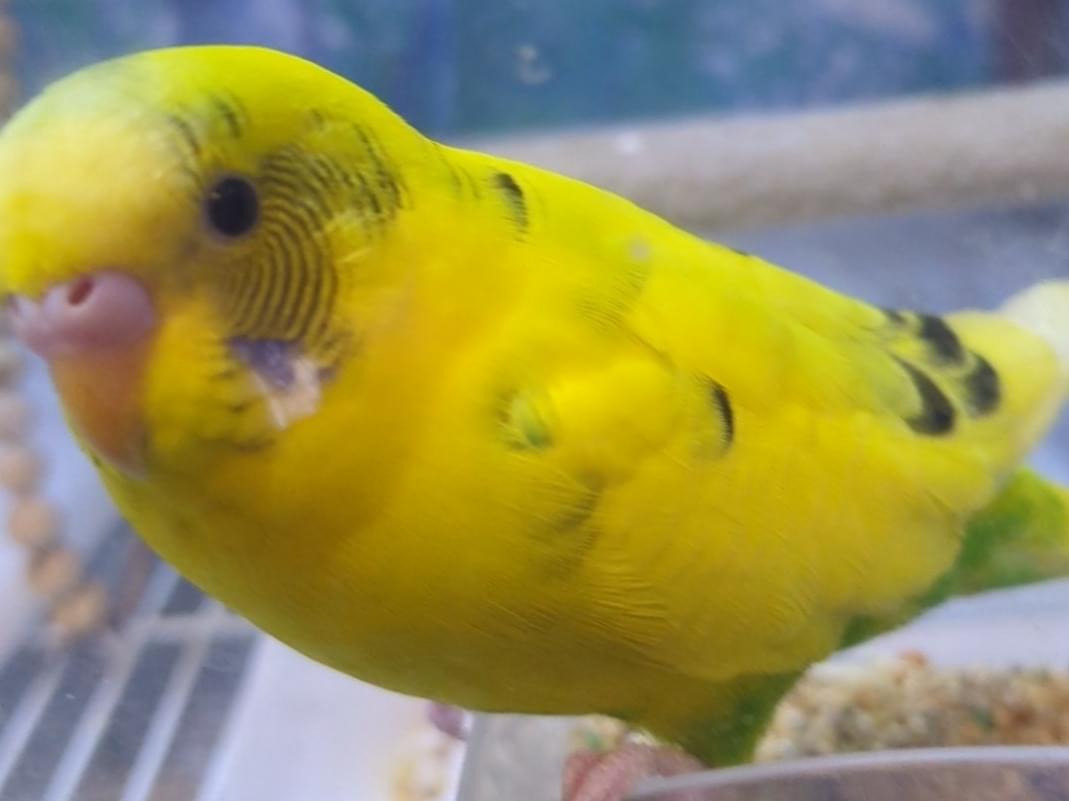 ピーちゃん ピーちゃん