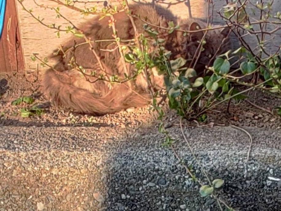 目撃された猫 目撃された猫