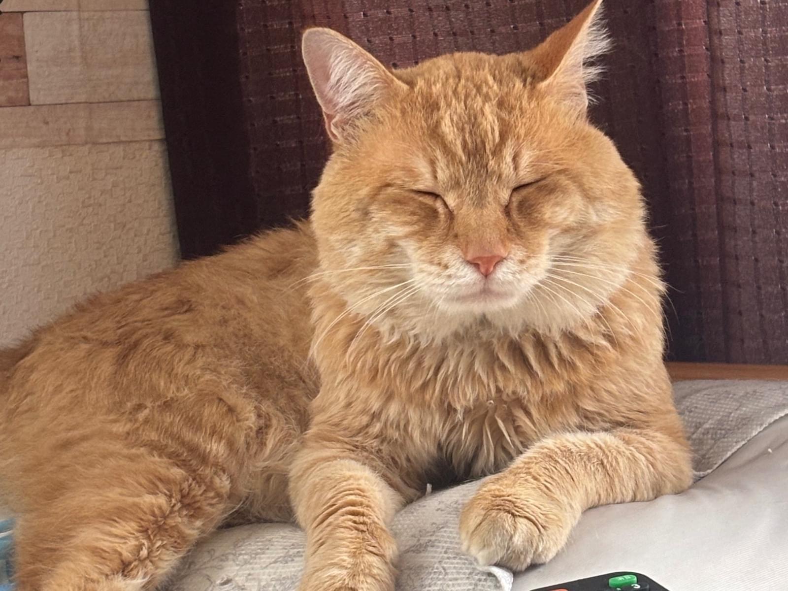 しぐれちゃん しぐれちゃん