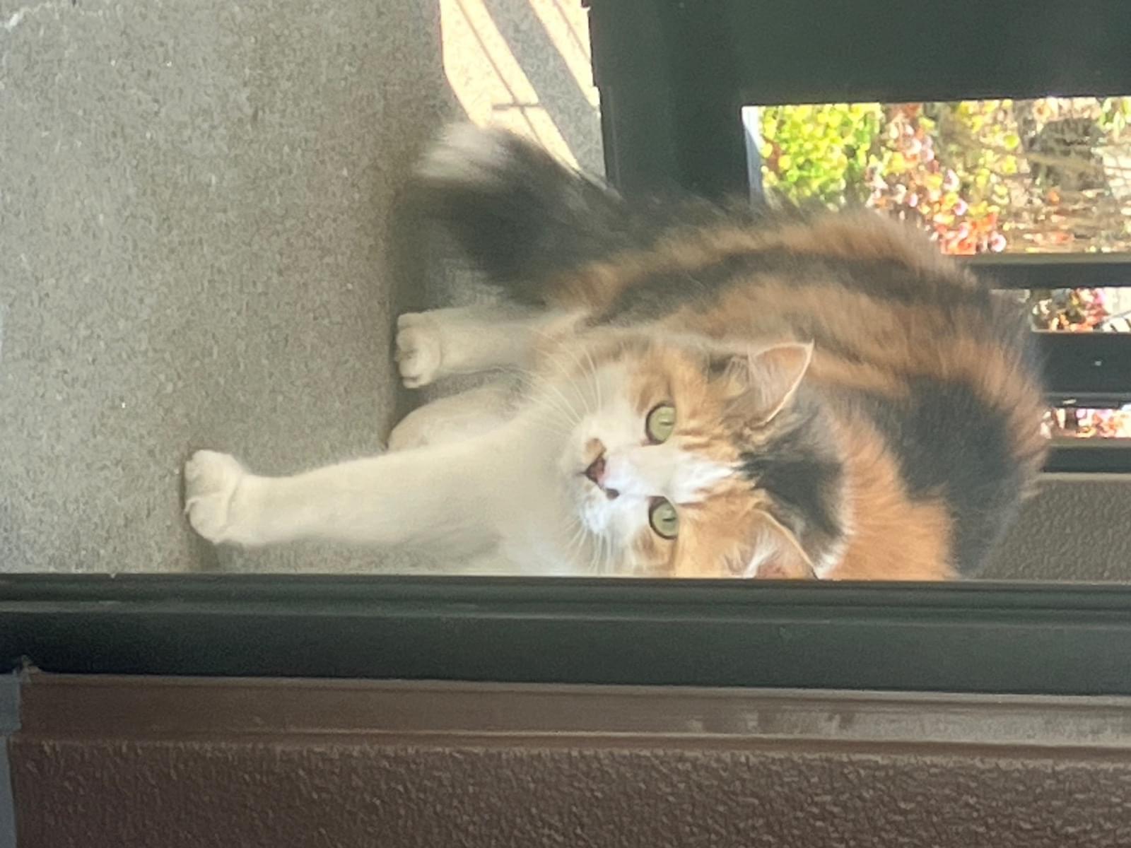 目撃された猫 目撃された猫