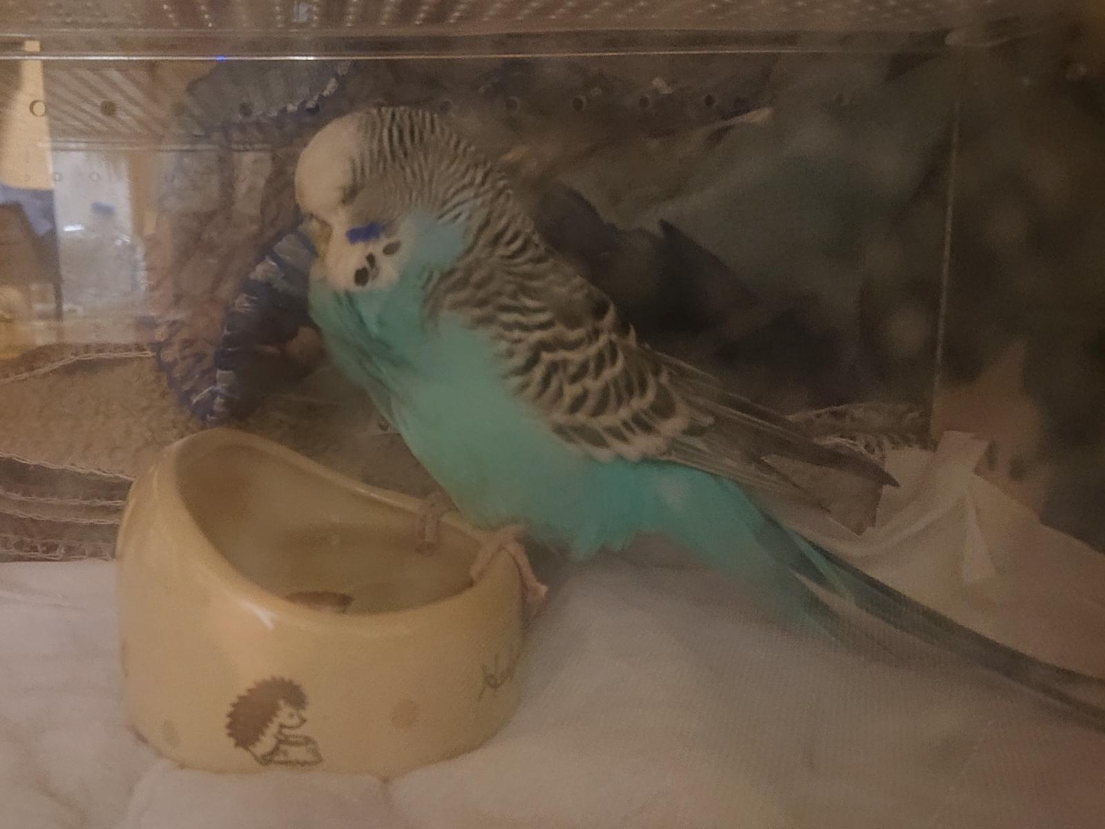 保護された鳥 保護された鳥