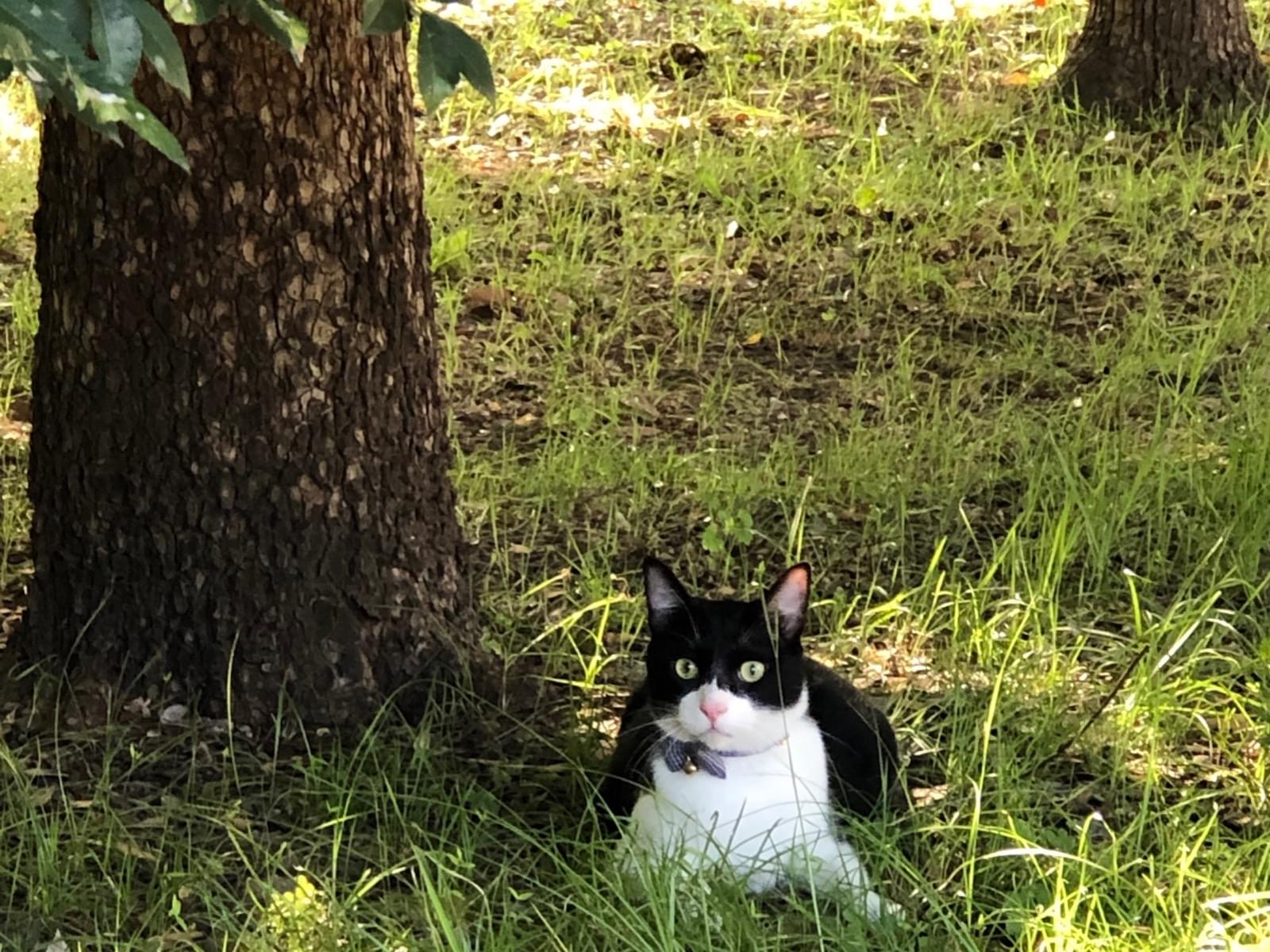 目撃された猫 目撃された猫