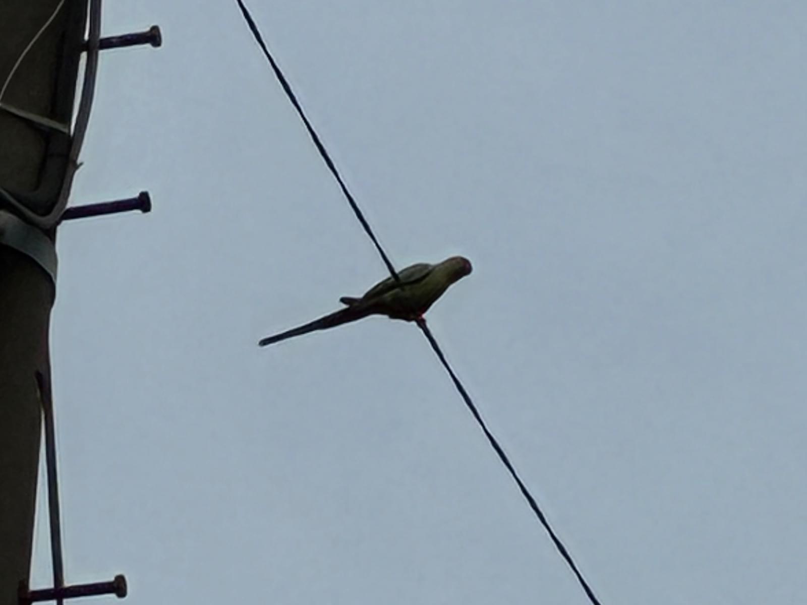 目撃された鳥 目撃された鳥