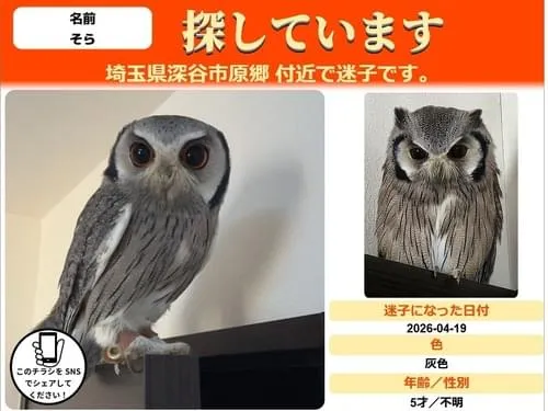 迷子フクロウ(アフリカオオコノハズク)